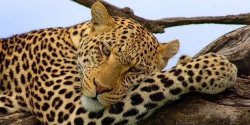 Tanzania mid-range Lodge Safari in 7 Days to Serengeti Migration