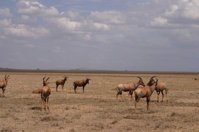 Tanzania mid-range Lodge Safari in 7 Days to Serengeti Migration Tanzania mid-range Lodge Safari in 7 Days to Serengeti Migration