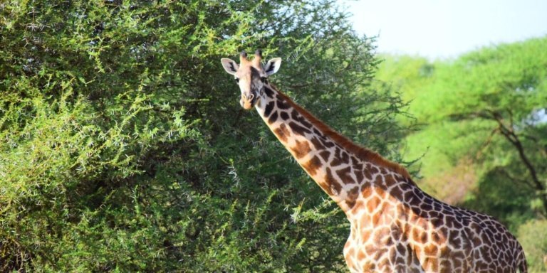 2 Days Tanzania Joining Safari Package