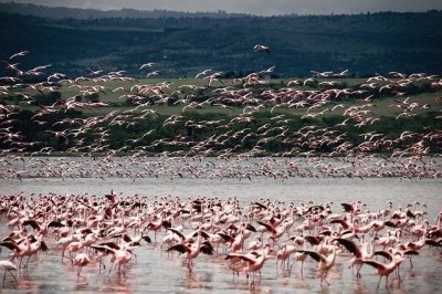 2 days Tanzania joining safari with Widerange African Safaris