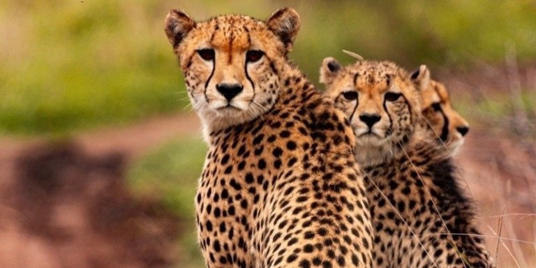 2 days Tanzania joining safari with Widerange African Safaris