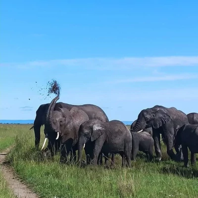 3 Days 2 Nights Fly in Safari at Masai Mara