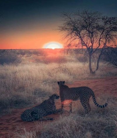 3 Days 2 Nights Amboseli Budget Safari