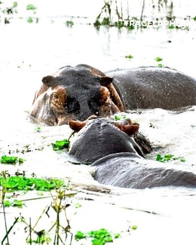 Ruaha National park Tour
