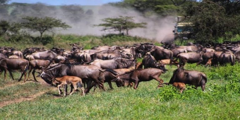 4 Days Serengeti Wildebeest Migration Safari on June-October 2023