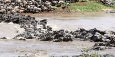 4 Days Serengeti Wildebeest Migration Safari on June-October 2023 4 Days Serengeti Wildebeest Migration Safari on June-October 2023