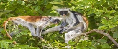 Tanzania Vacation Safari Package,3 days private safari for 2023 & 2024 Tanzania Vacation Safari Package,3 days private safari for 2023 & 2024