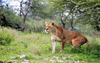 EXPLORING THE NORTHERN TANZANIA | 6 DAYS EXPLORING THE NORTHERN TANZANIA | 6 DAYS