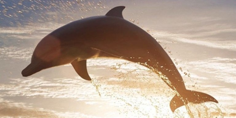 Full-day Zanzibar Tour with Dolphin