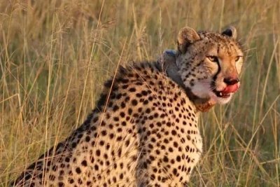 AMBOSELI NATIONAL PARK GROUP SHARING DAY TOUR FROM NAIROBI