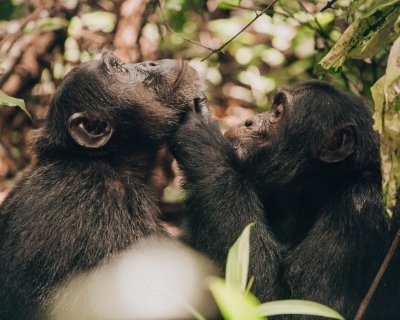 10 DAY PERFECT UGANDA SAFARI TOUR ITINERARY