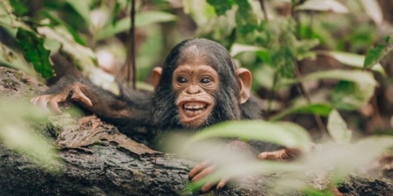 10 DAY PERFECT UGANDA SAFARI TOUR ITINERARY