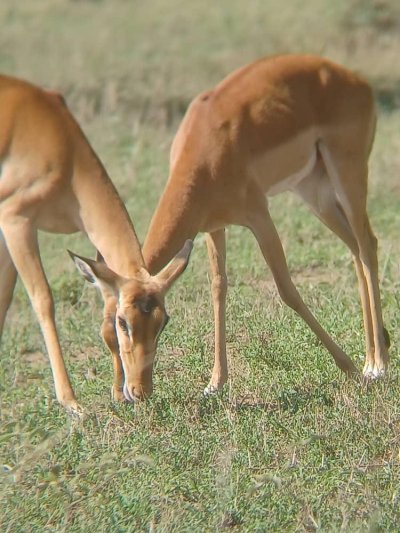 DISCOVER KENYA LUXURY SAFARI