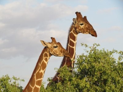 GOLDEN MEMORIES OF KENYA SAFARI BY SGR TRAIN