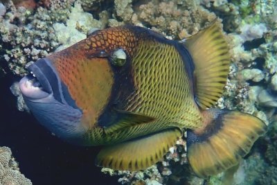 13 Day Egypt Tour: Cairo, Alexandria, Hurghada, and Nile Cruise