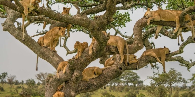 LION ADVENTURE SAFARI