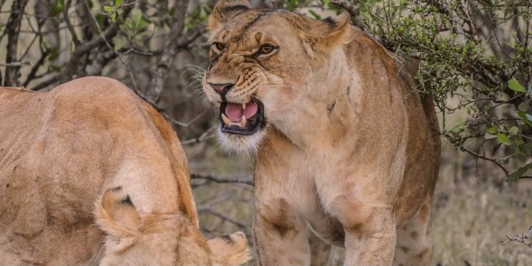 Lion Park – Half-Day Tour