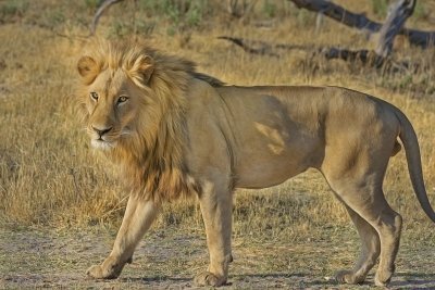 Lion Park – Half-Day Tour