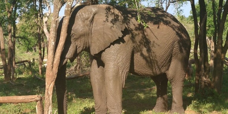 Elephant Sanctuary half day tour