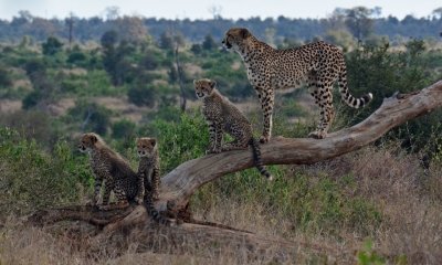 Ann Van Dyk Cheetah Centre Half Day tour