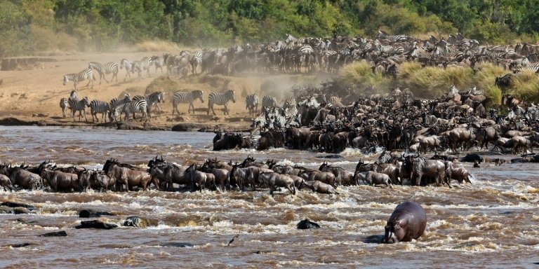 8 days Luxury Safari – Serengeti Great Migration (Aug-Oct)