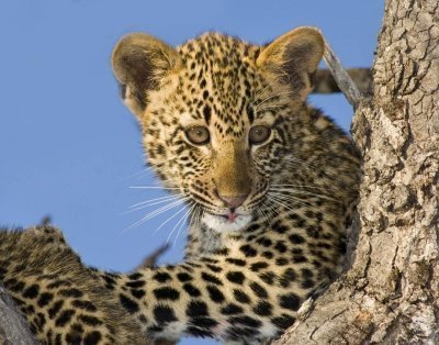 8 days Luxury Safari – Serengeti Great Migration (Aug-Oct)