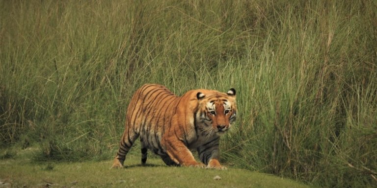 Tiger Tracking Tour in Bardia National Park