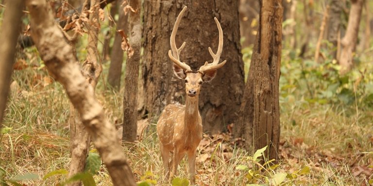 Nepal Wildlife Tour