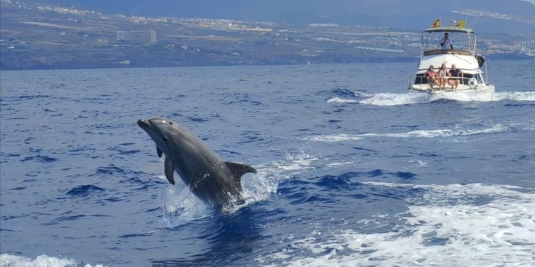 Dolphin and Whale Spotting in Los Gigantes - 3 & 4 hours