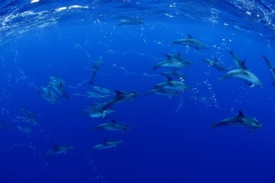 Dolphin and Whale Spotting in Los Gigantes - 3 & 4 hours