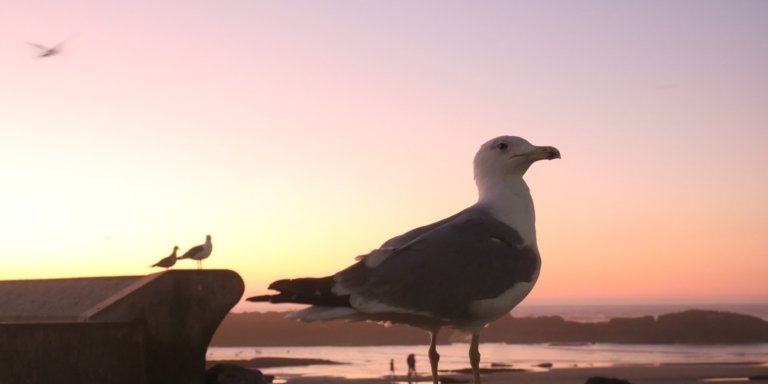 Share Essaouira Day Trip From Agadir