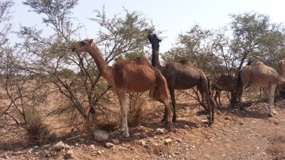 Share Tiout & Taroudant Day Trip From Agadir