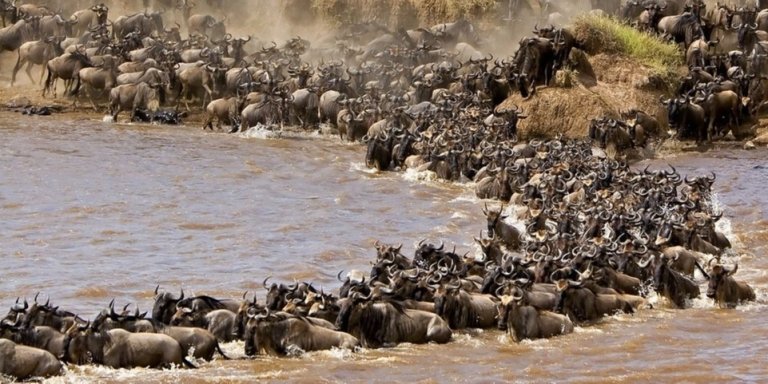 MASAI MARA  3 DAYS 2 NIGHTS JOINING SAFARIS