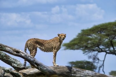 3-Day Tanzania Camping Safari