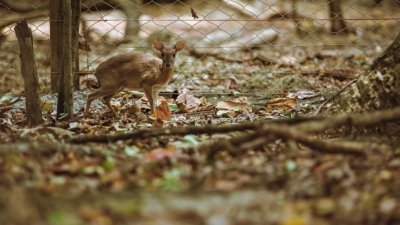 Full-Day Private Tour in Zanzibar with Prison Island
