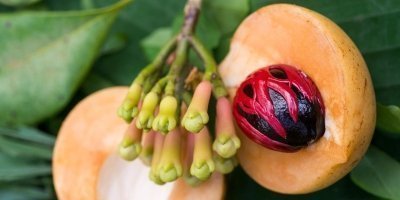 Half-day Private Tour spice with Stone Town Zanzibar Tour