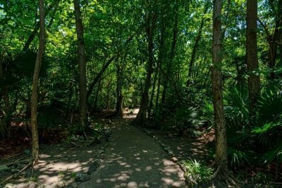 Exploring The Jozani & Mangrove’s Forest