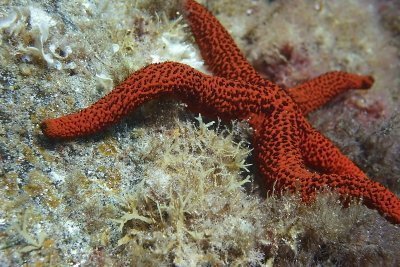 One Dive for certified Divers