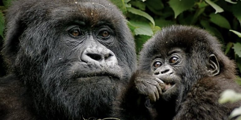 Ultimate Uganda Primate Safari
