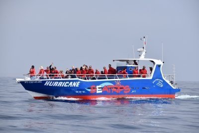 NEW in Lagos: Dolphin Watching & Benagil Cave Tour w/ Marine Biologist