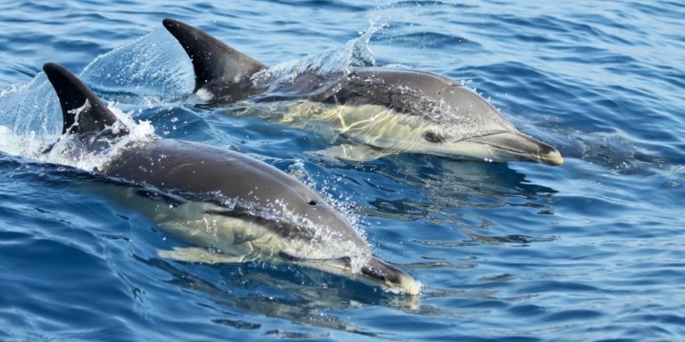 Lisbon: Dolphin Watching Boat Tour