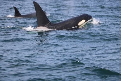 Lisbon: Dolphin Watching Boat Tour