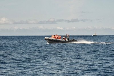 São Jorge Island: Cetaceans in the Heart of Azores