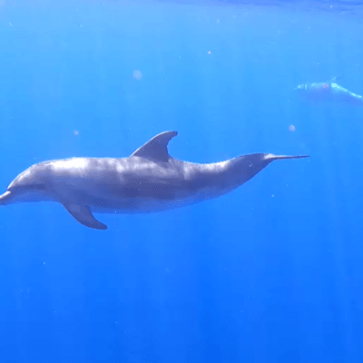 Kayak Safari with snorkeling