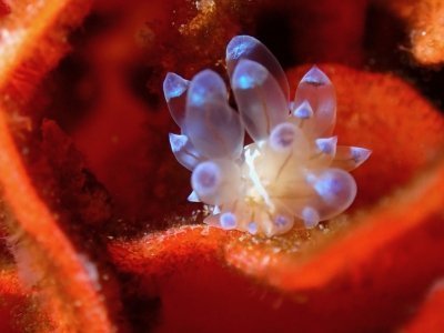 Fun Dive in tossa de Mar