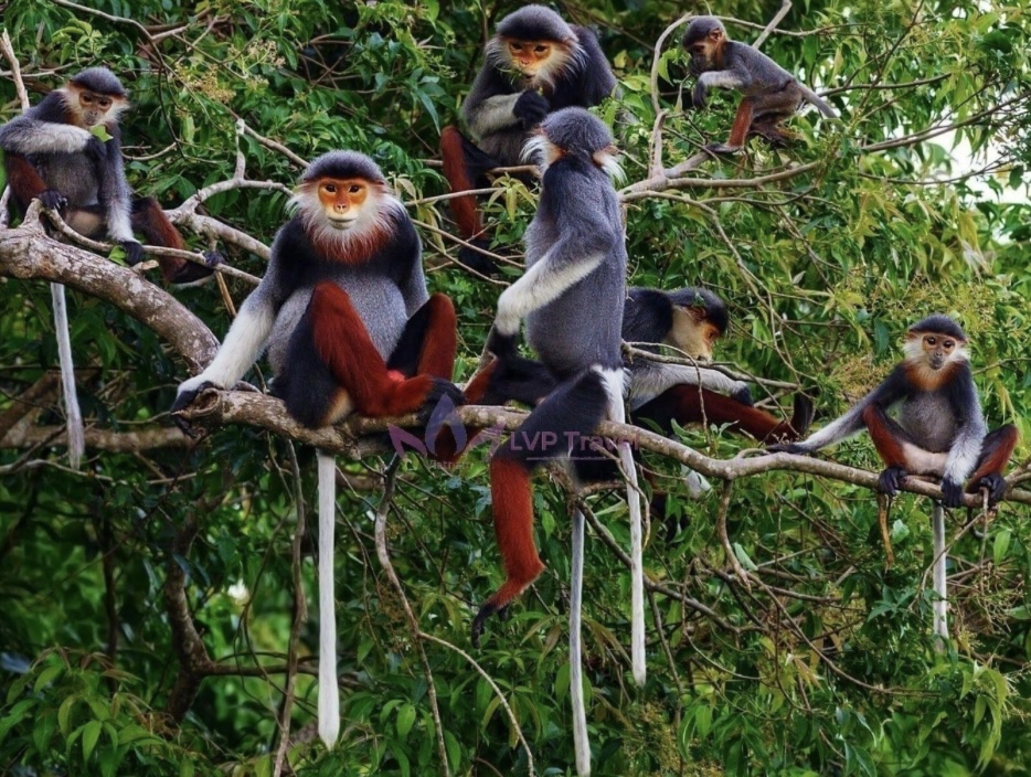 Fun and Educational Visit to Cuc Phuong