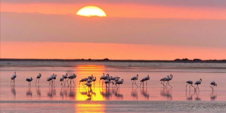 Photographic sunset among flamingos