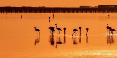 Birdwatching in the Ebro Delta