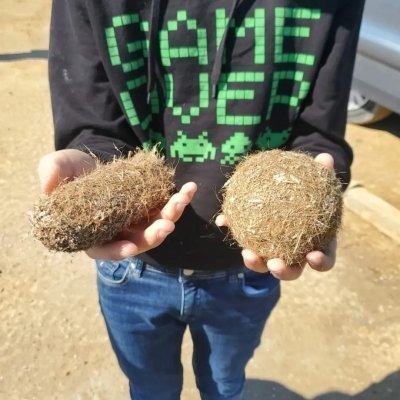 Birdwatching in the Ebro Delta