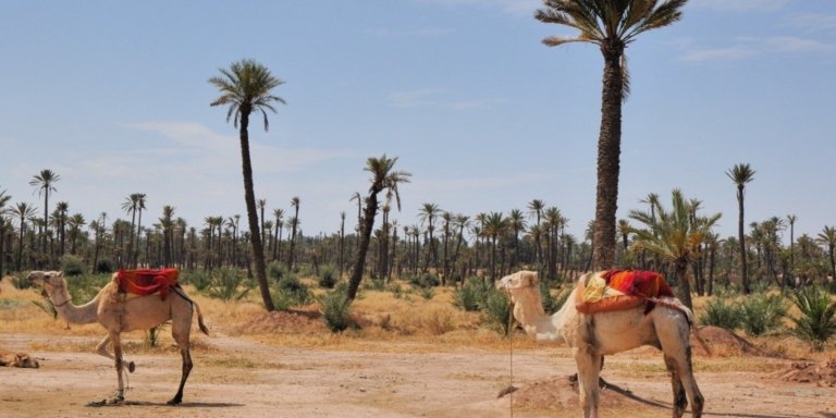 Agafay desert Day Trip from Marrakech